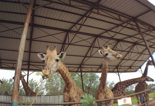 秦皇岛野生动物园