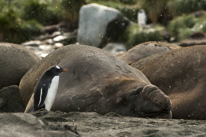 王企鹅的世界图片 王企鹅的世界图片