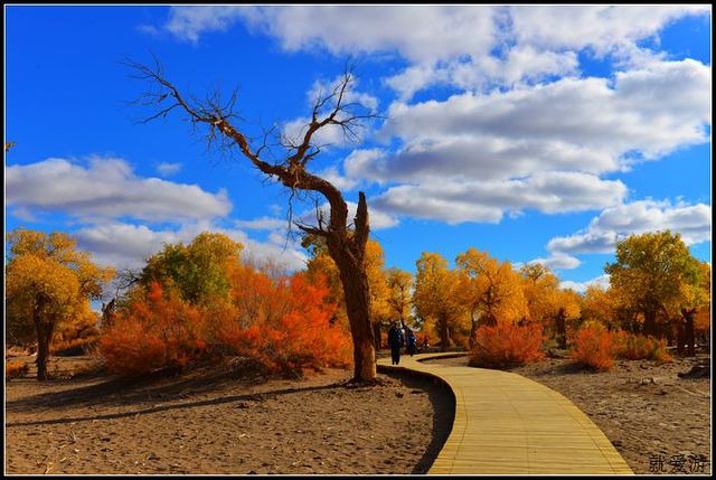 适其中四道桥景区的胡杨林最美二道桥有湖有河因为有水拍胡杨的效果最