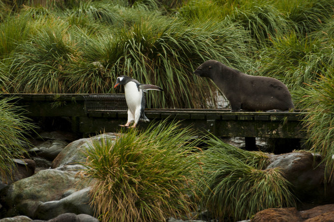 Prion Island图片 Prion Island图片