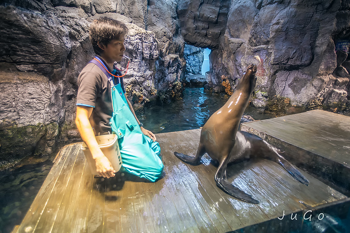 2017水母虽然长相美丽温顺,其实十分凶猛~这
