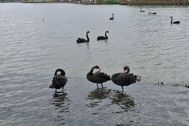 五缘湾湿地公园