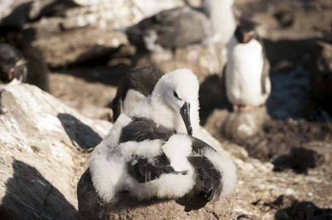 West Point岛图片 West Point岛图片