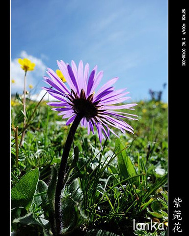 "美丽的雪山…小绾承认这里的确是“东方的阿尔卑斯”“美丽的川西高原”…四姑娘山“蜀山之后”的美..._四姑娘山海子沟风景区"的评论图片