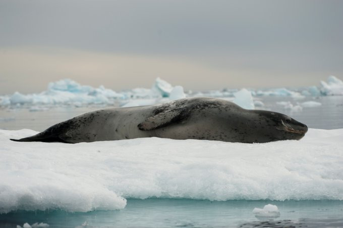 Paulet Island图片 Paulet Island图片