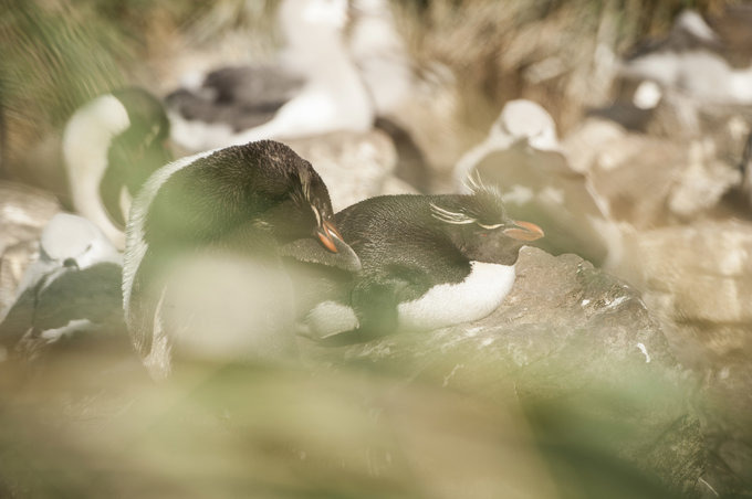 West Point岛图片 West Point岛图片