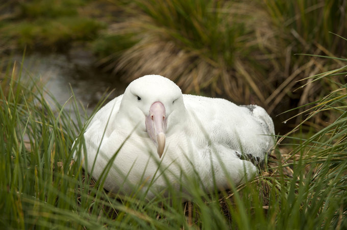 Prion Island图片 Prion Island图片