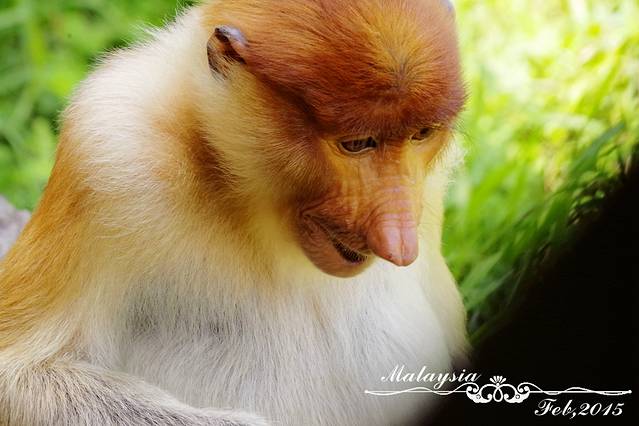 拉卜湾长鼻猴保护区