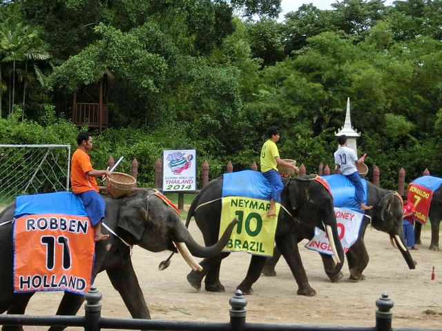门票建议购买套票2000元泰铢可以有参观表演骑大象等环节