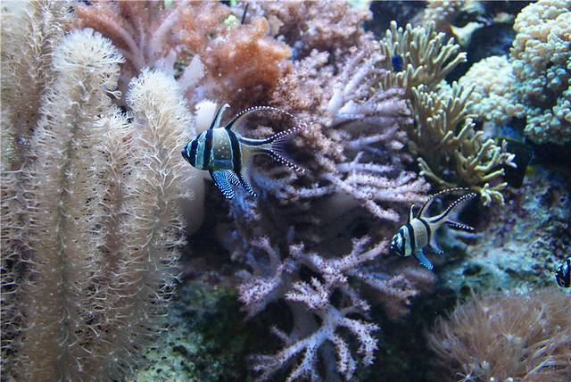 新英格兰水族馆