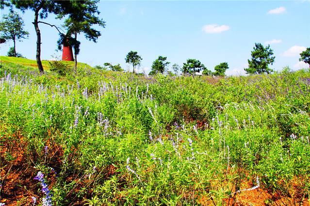 福容薰衣草花园
