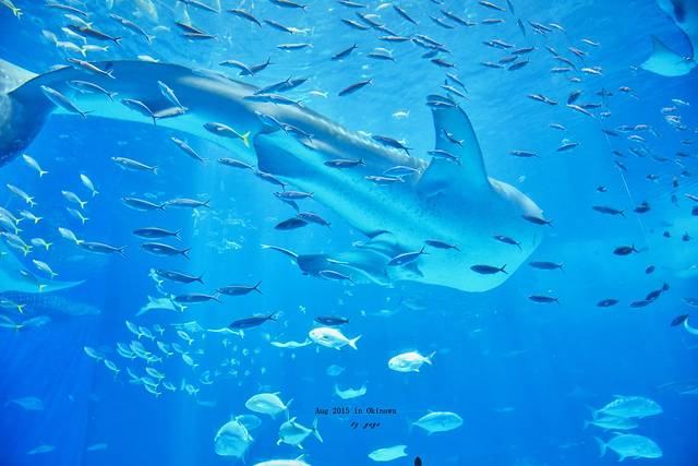 带儿子品味亮晶晶的果冻海【冲绳游记】