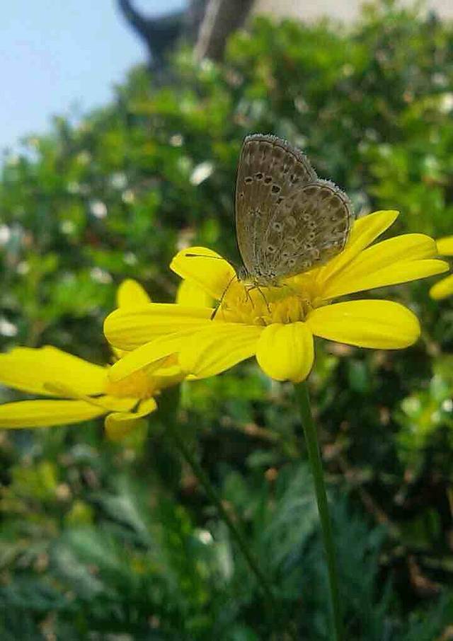 丽江国家天文台