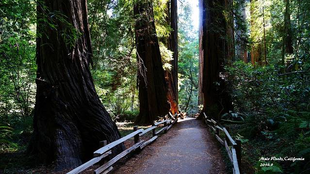 缪尔森林国家纪念地