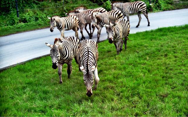 曼谷野生动物世界