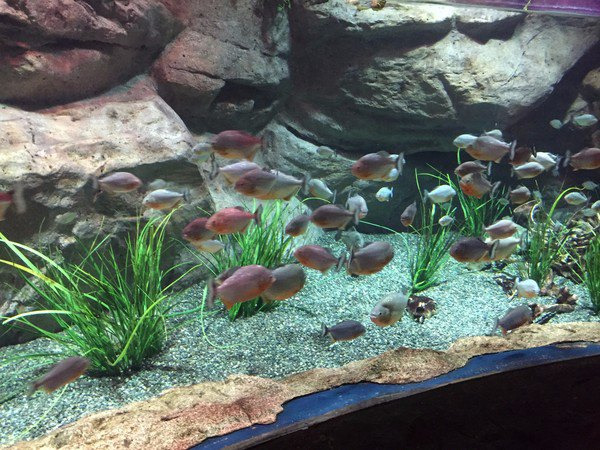 釜山SEA LIFE水族馆