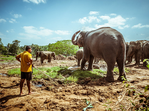 品纳维拉大象孤儿院旅游景点图片