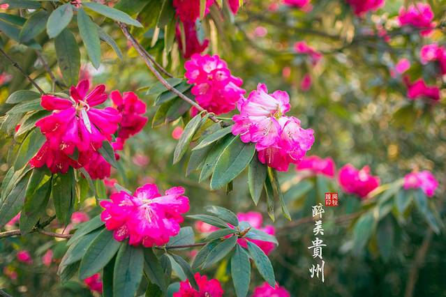 百里杜鹃风景区
