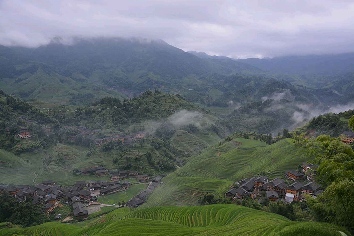 "到处绿油油以前很非常美，秋季时金黄色的稻谷已经可以收割，景色更加漂亮，但是只有短暂的半个月，冬..._龙脊梯田"的评论图片