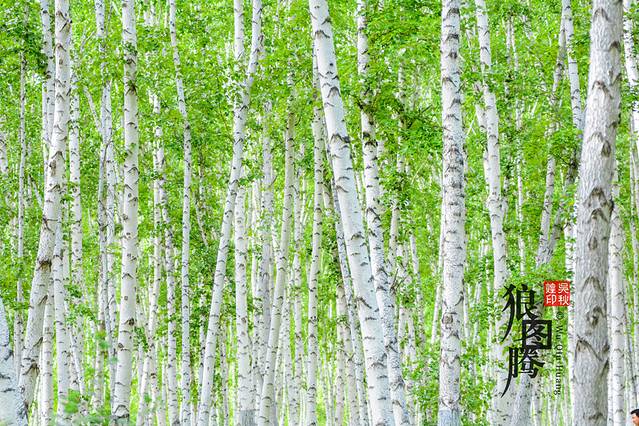 白桦林景区