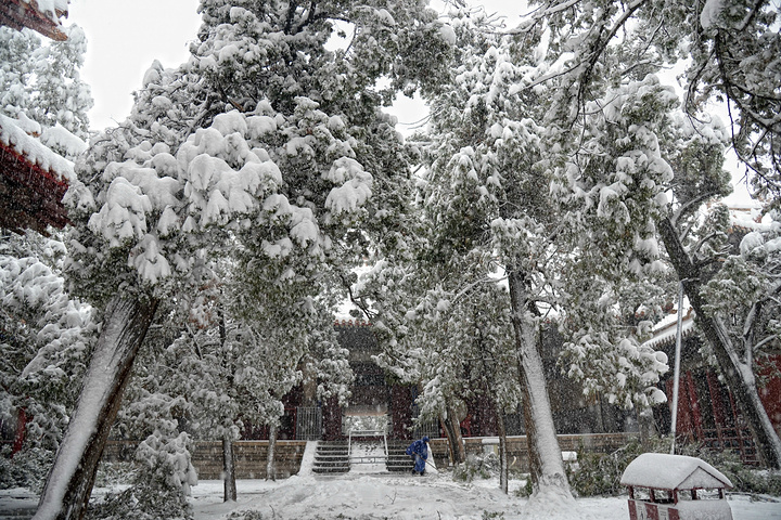 "...泛滥，亲眼目睹了这一惨烈现象：千年古柏的枝干在暴雪的重压下，不时发出可怕的断裂声，轰然折断落地_孔庙"的评论图片