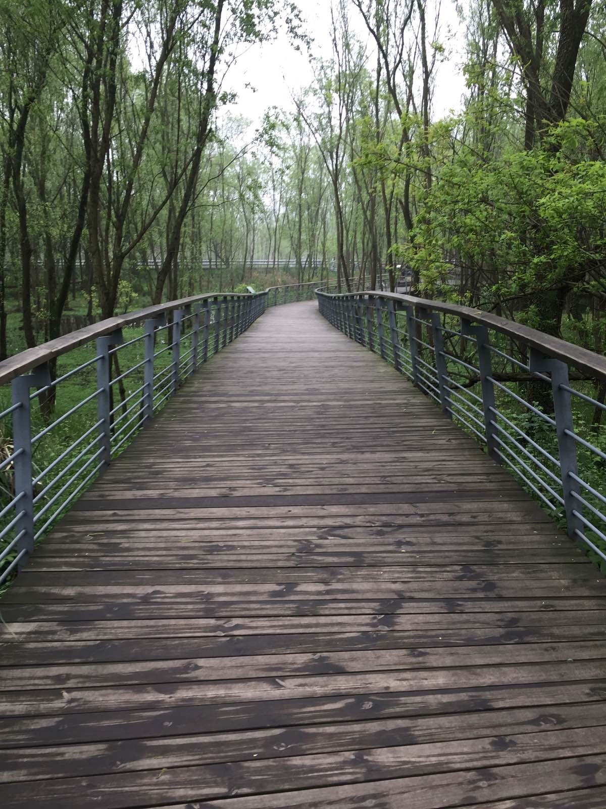 森林里有许多叫不上名字的鸟