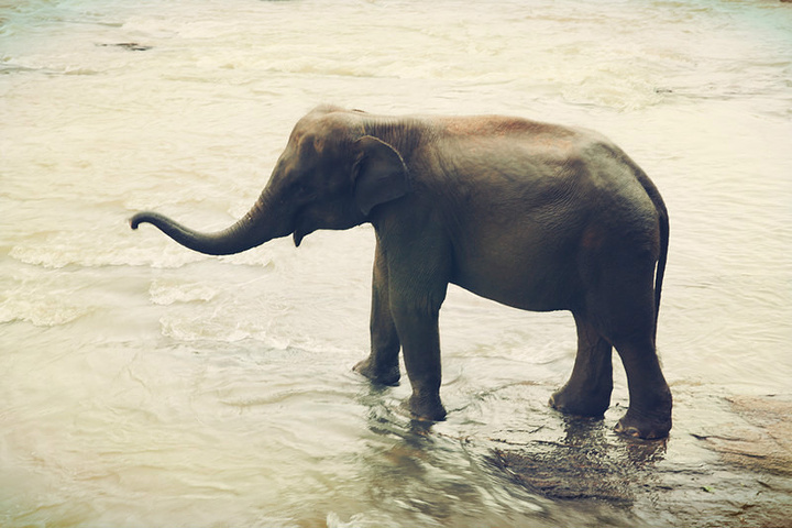 心想给你们面子不识抬举,我自己也能够到的_品纳维拉大象孤儿院&quot