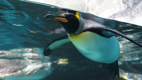 箱根园水族馆