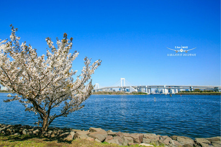 先来看看台场的景色,海边,沙滩,蓝天,樱花…….