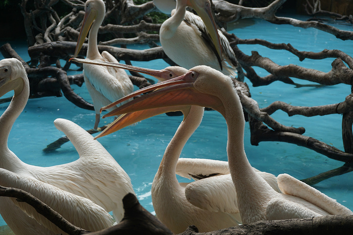 以做到非常紧凑充实_长隆野生动物世界评论 -