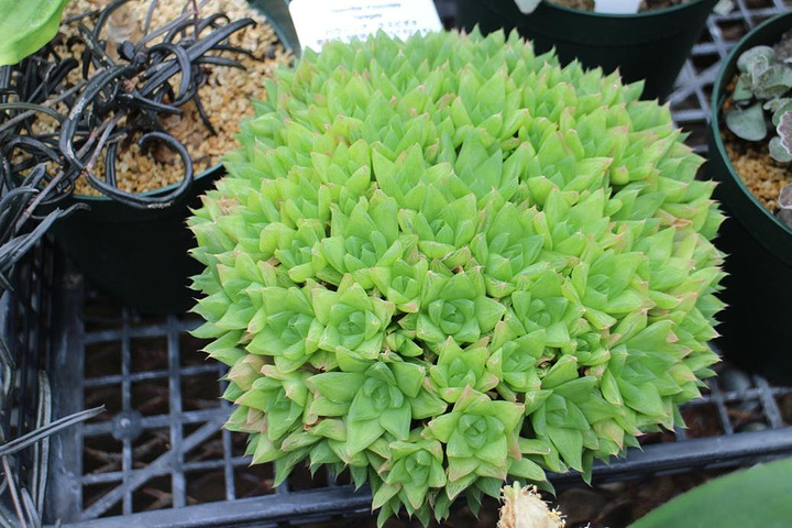 21还好温室照常开放 就去温室逛了一圈 里面的多肉植物区很赞 冰挂也很漂亮 北海道大学植物园 评论 去哪儿攻略