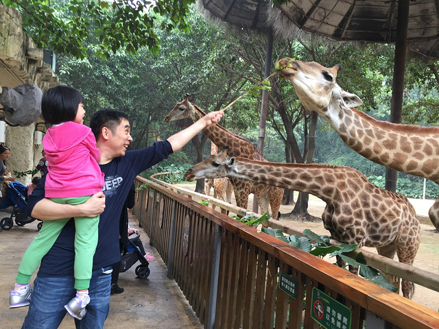 以做到非常紧凑充实_长隆野生动物世界评论 -