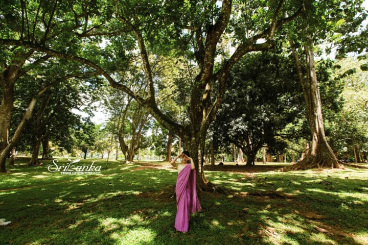 2017这是亚洲最大的植物园_佩拉尼亚植物园评