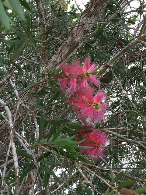 因此得名哟,粗叶木,茜草科下的一属.