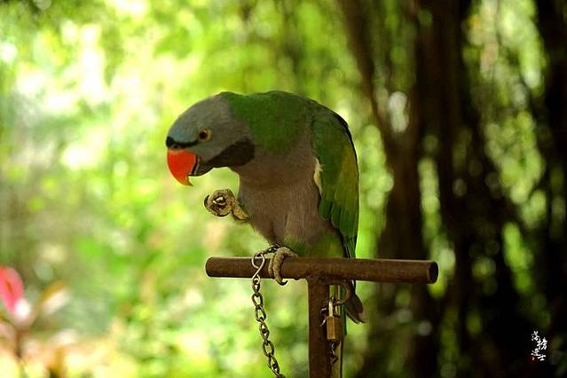 海南热带飞禽世界