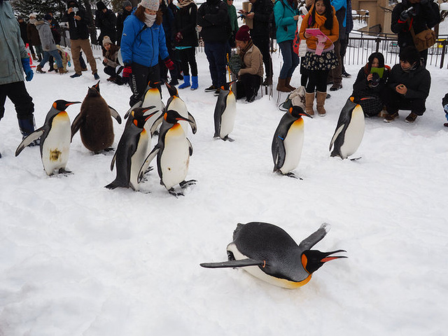 21曾经日本最有名的观看动物最多的是东京的上野动物园 而旭川动物园由于处在北海道很遥远的旭川 地理 旭山动物园 评论 去哪儿攻略