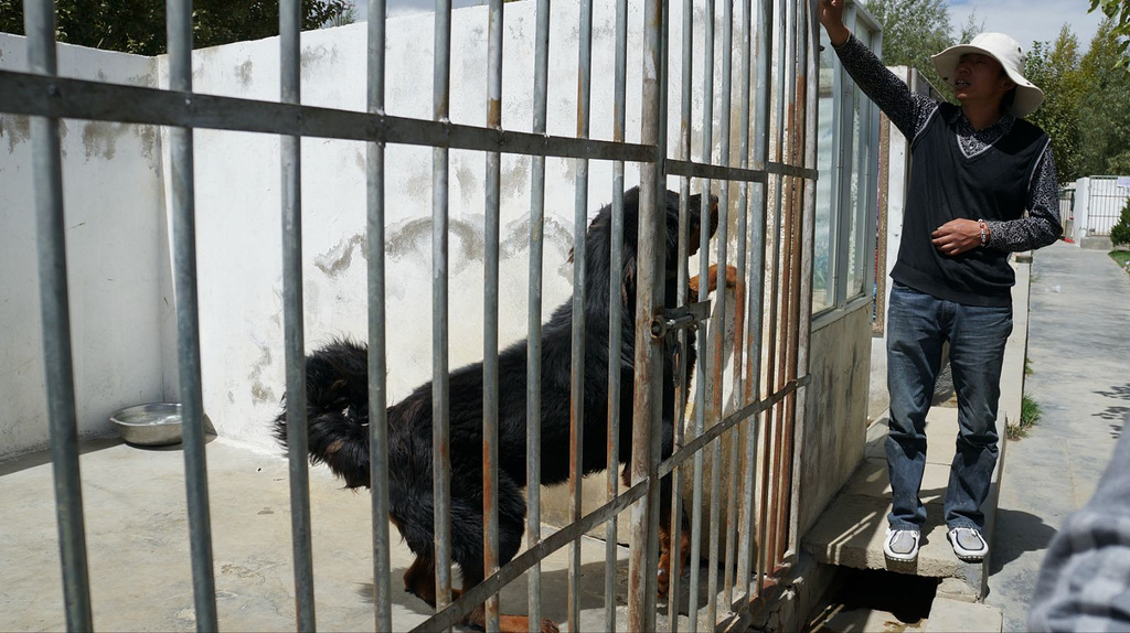 西藏圣天原生藏獒繁育基地
