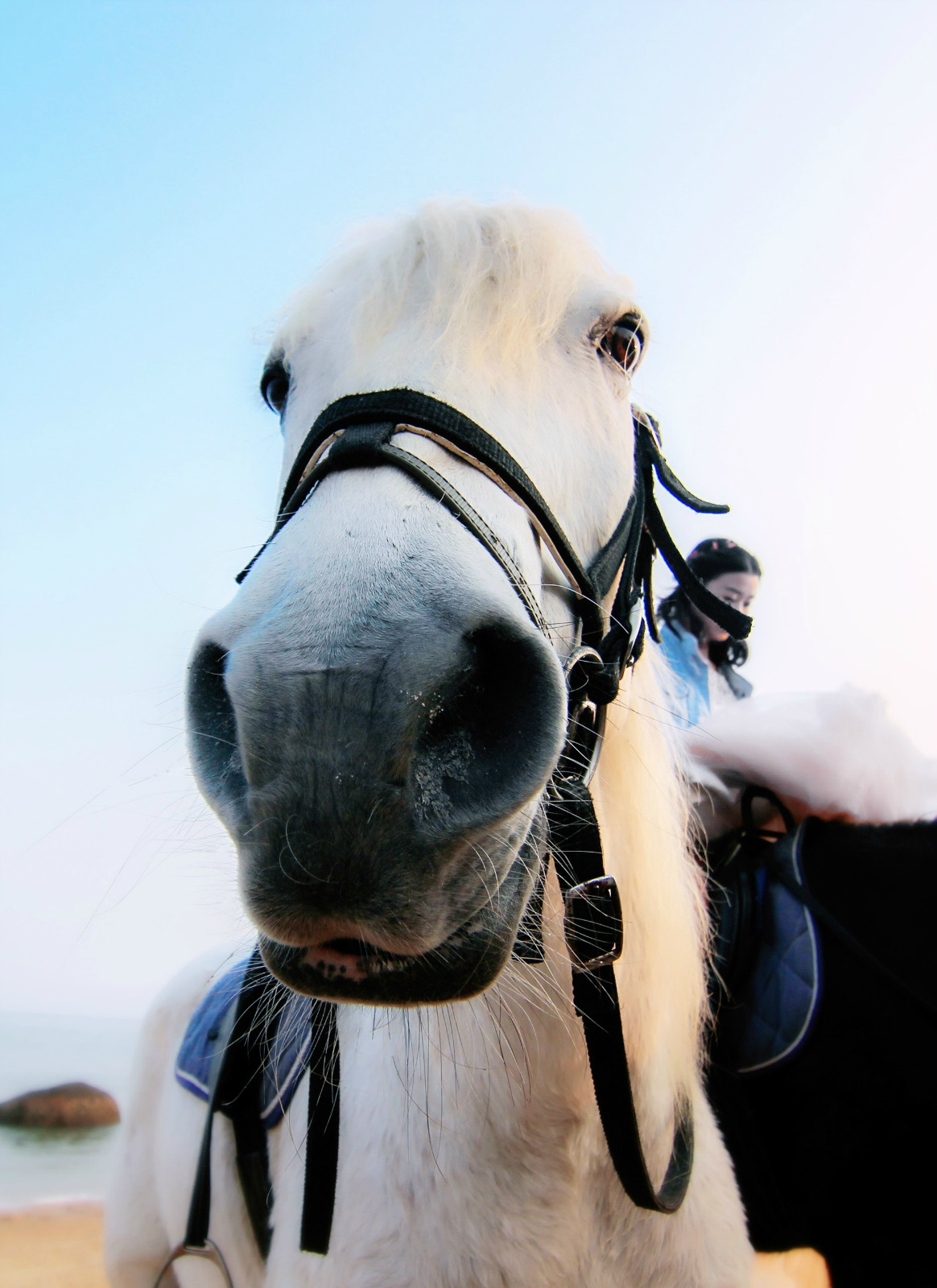 萌萌哒的小白马