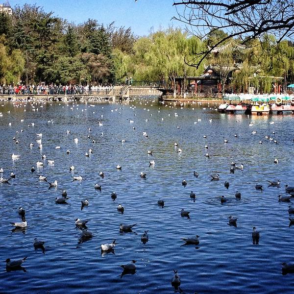 如果你正在为家门口的湖景公园做设计方案，翻遍了案例库却发现越看越迷茫——要么大拆大建土豪风，要么复制粘贴没人用——今天这篇文章，就是为你准备的。