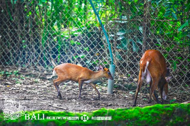 巴厘岛野生动物园
