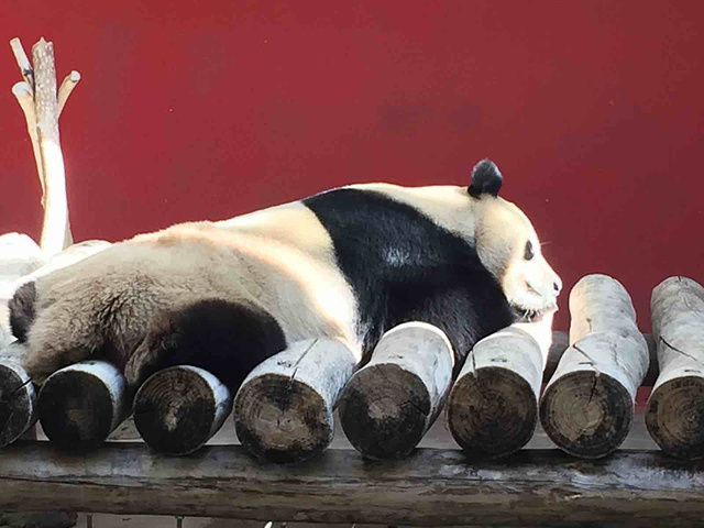 "...的时候有些动物还在冬眠，见到了大熊猫，老虎狮子什么都有，一天时间能全部看完，很好玩，还有游乐场_杭州野生动物世界"的评论图片