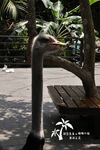 但其实谷里还有一个小小小的不能再小的动物园,只有孔雀,鸵鸟,鸽子