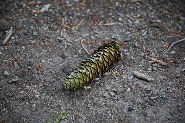 马里波萨谷巨杉林