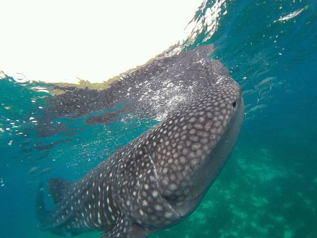 奥斯洛布鲸鲨观赏