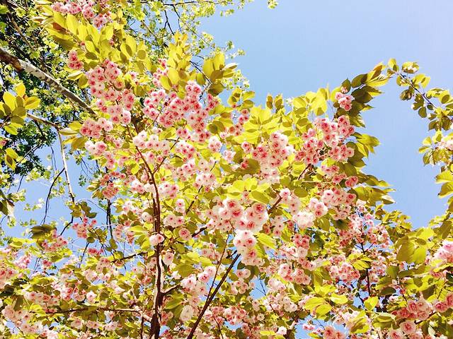 黄金海岸风景区