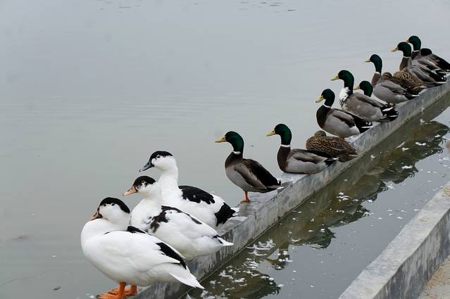 化龙农业大观园