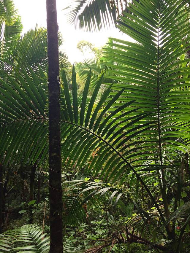 厄尔尼诺云雀国家森林公园