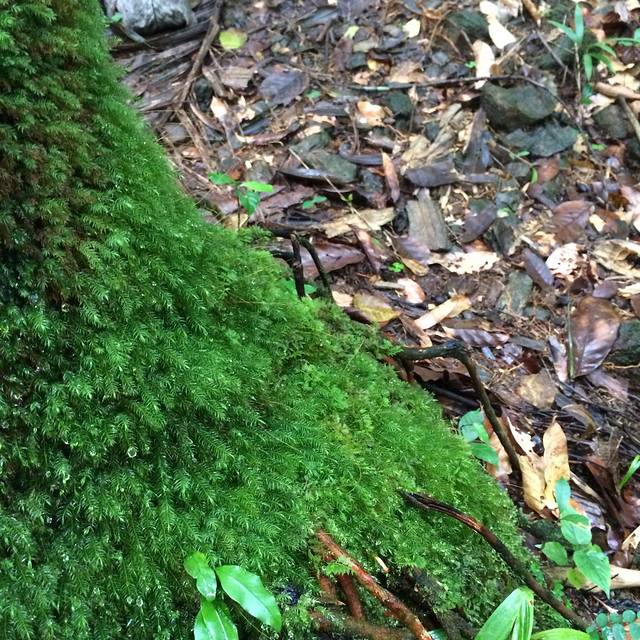 厄尔尼诺云雀国家森林公园