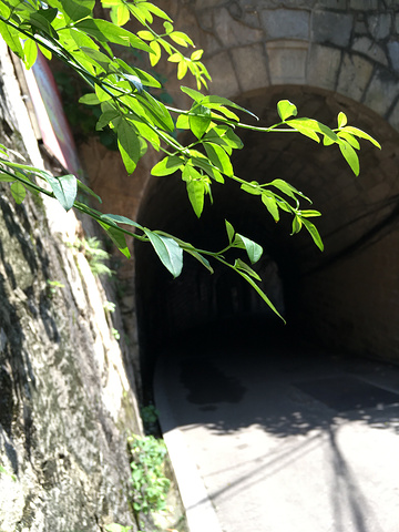 "岳麓山⬆️长沙市的最高山吧，山上的风景比较一般，这种城市中央的山，一般都大同小异，只是山上的主题不同_岳麓山"的评论图片