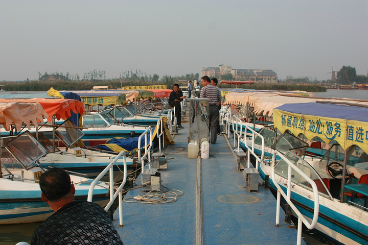 2017另外芦苇花也不错,作为装饰品放在家里_